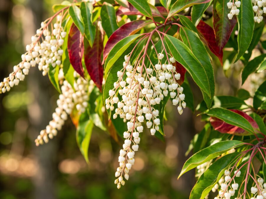 Sourwood tree blossoms with white bell-shaped flowers